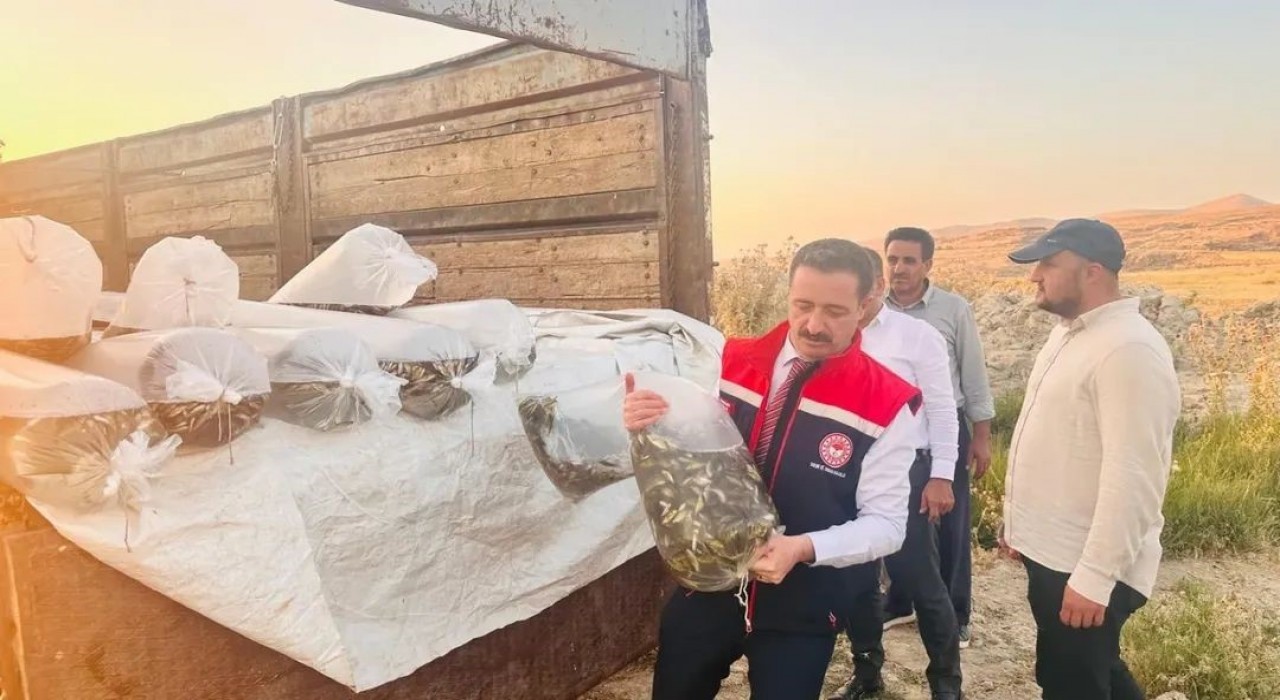 Bitliste Aygır ve Nazik göllerine 3 milyon 895 bin sazan balığı yavrusu bırakıldı