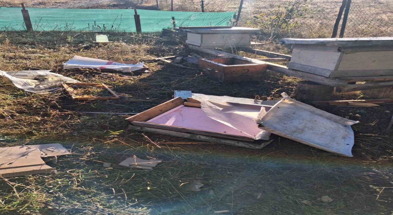 Boluda aç kalan ayı arı kovanlarını parçaladı