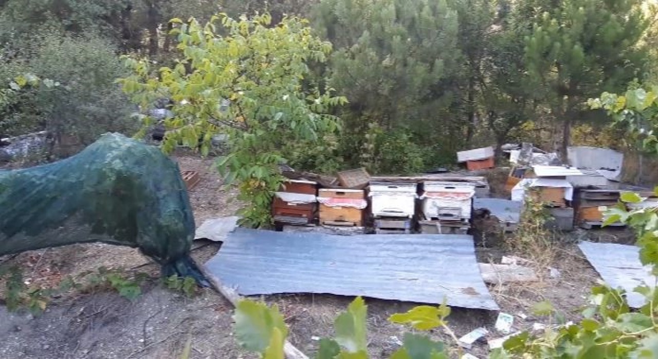 Boluda ayılar köylünün kabusu oldu: Düzenekle ayı kovalıyorlar