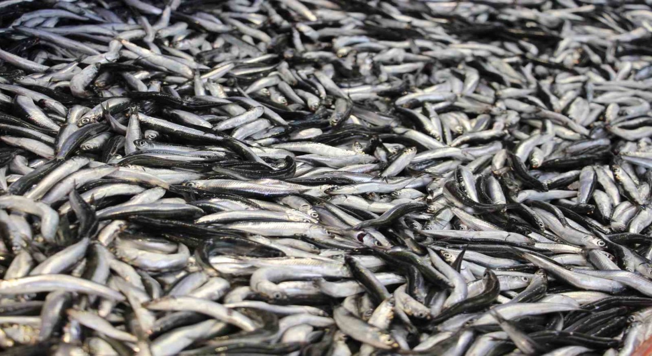 Boluda hamsi kilosu 200 liradan tezgahlarda yerini aldı