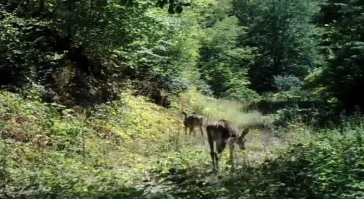 Boluda nadir görülen kızıl geyikler görüntülendi