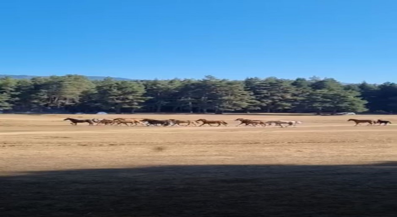 Boluda yılkı atlarına kurt saldırdı