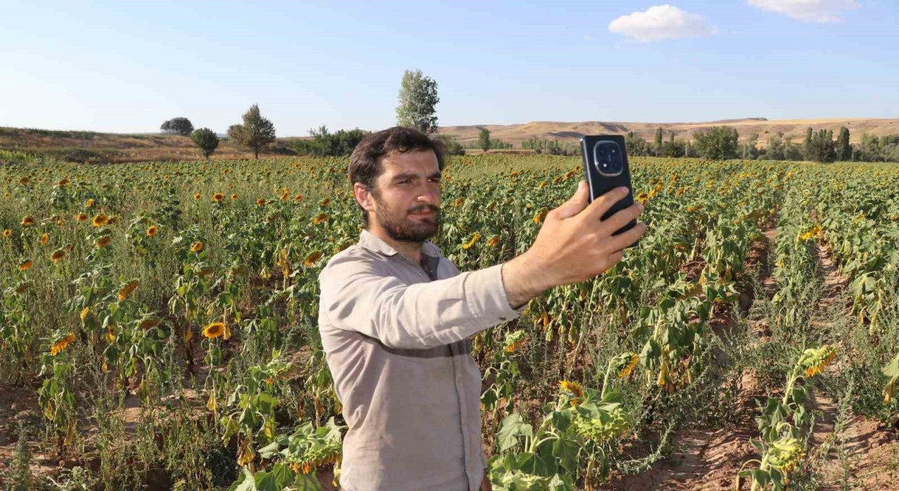 Boynunu eğen günebakanlar, hasat için gün sayıyor