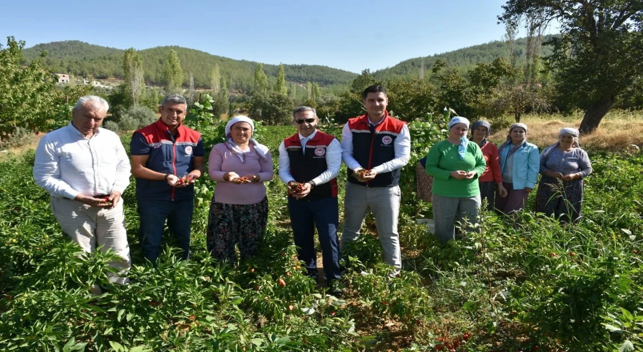Bozdoğanda turşuluk biber hasadı gerçekleştirildi