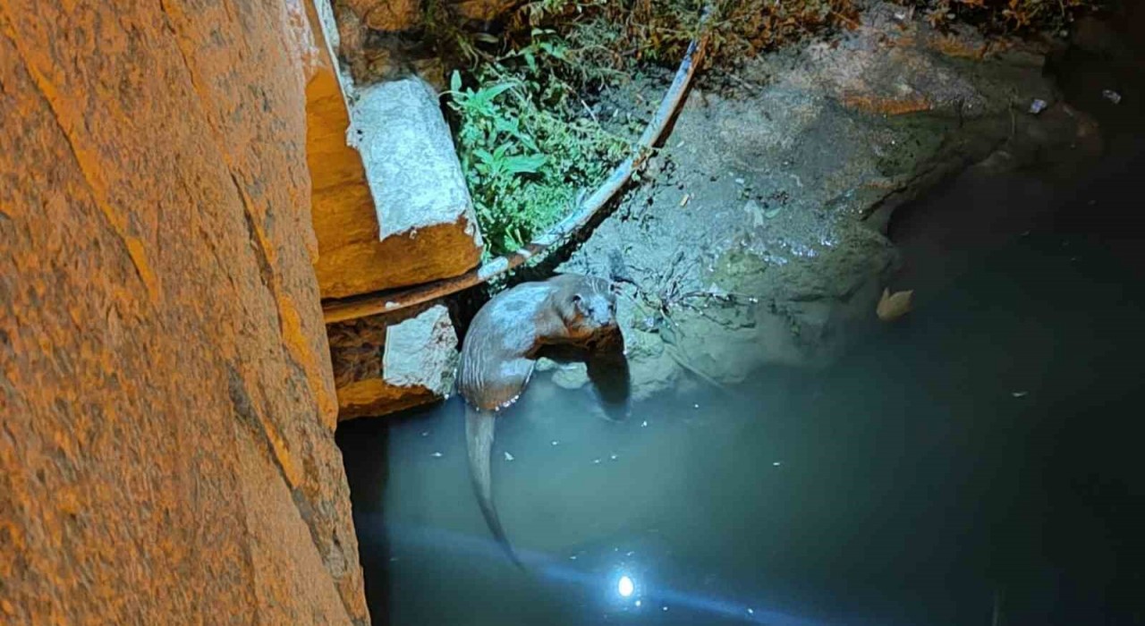 Bozkırda su samurları yeniden görüldü