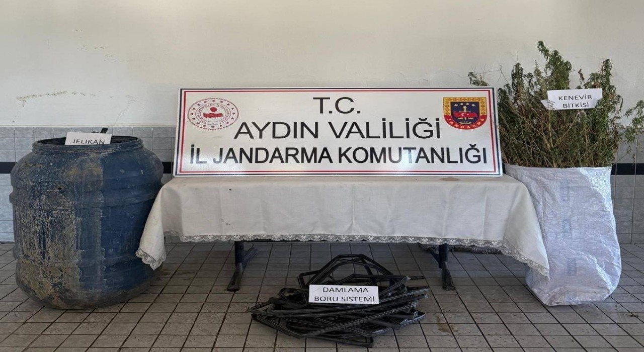 Buharkentte 40 kök kenevir ele geçirildi