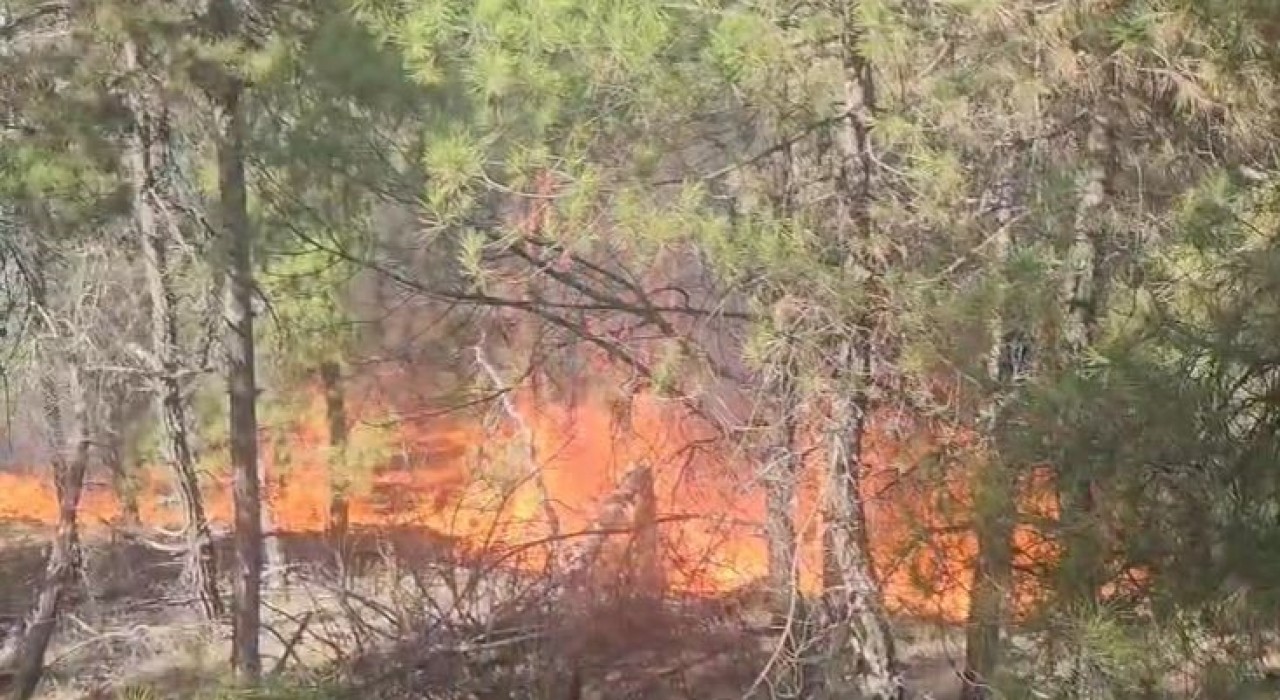 Buldanda ormanlık alanda yangın çıktı