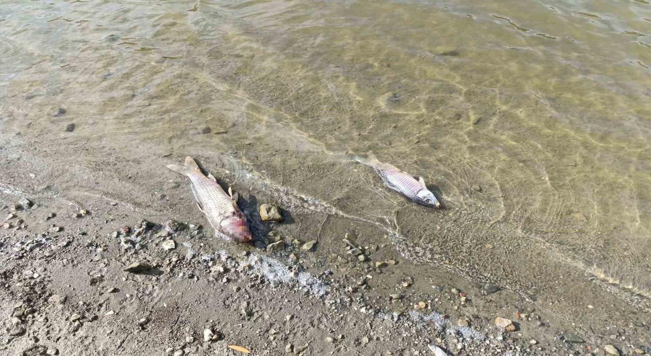 Burcun Göletinde balık ölümleri