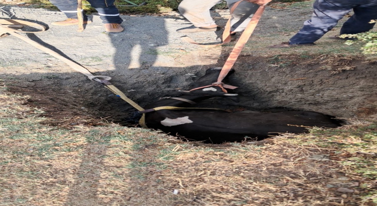 Burdurda kuyuya düşen inek 2 saatlik çalışmayla kurtarıldı