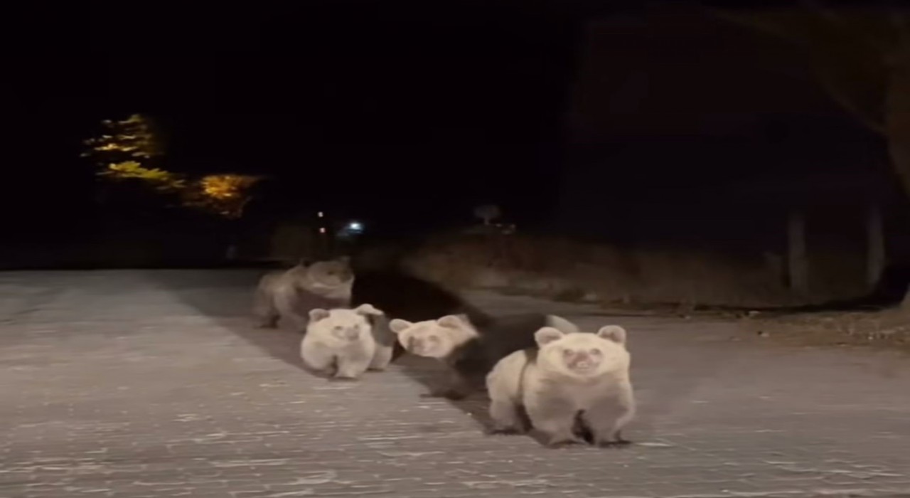 Bursa Uludağ Milli Parkında ilginç karşılaşma