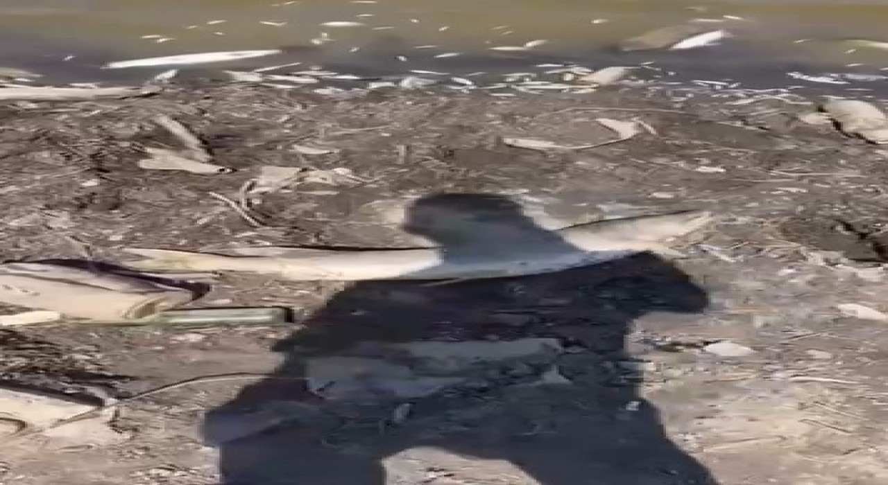 Bursada acı tablo, yüzlerce balık kıyıya vurdu