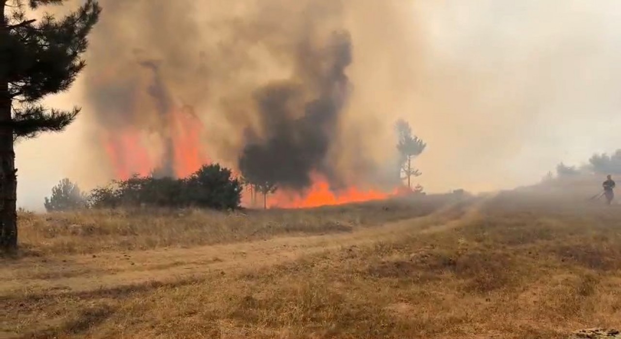 Bursada orman aygını