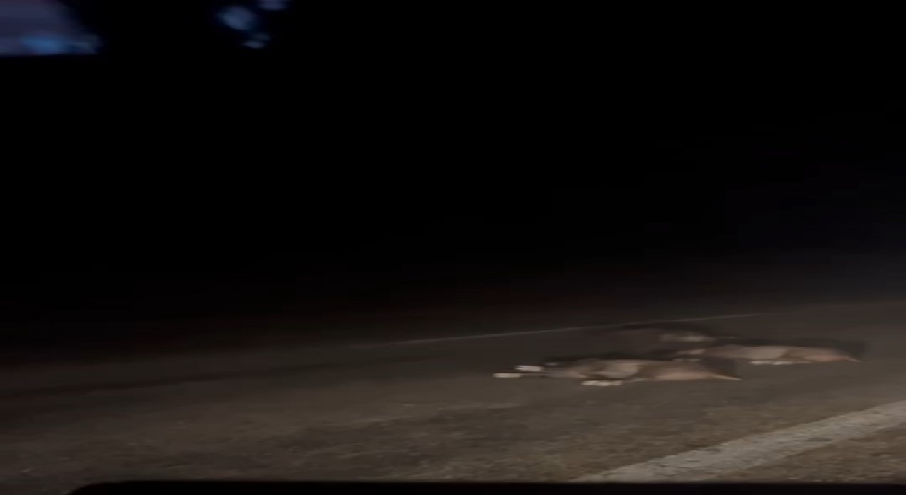 Bursada yola atlayan domuz sürüsü telef oldu