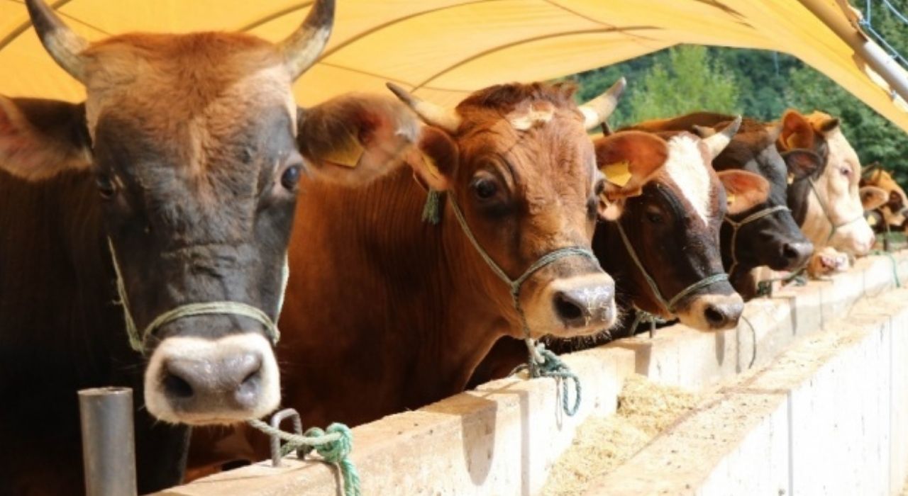 Büyükbaş ve Küçükbaş Hayvan Verileri Açıklandı