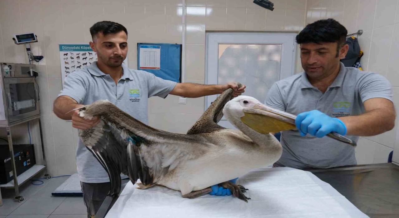 Büyükçekmecede göç yolculuğunda yaralanan pelikana ilk müdahale yapıldı