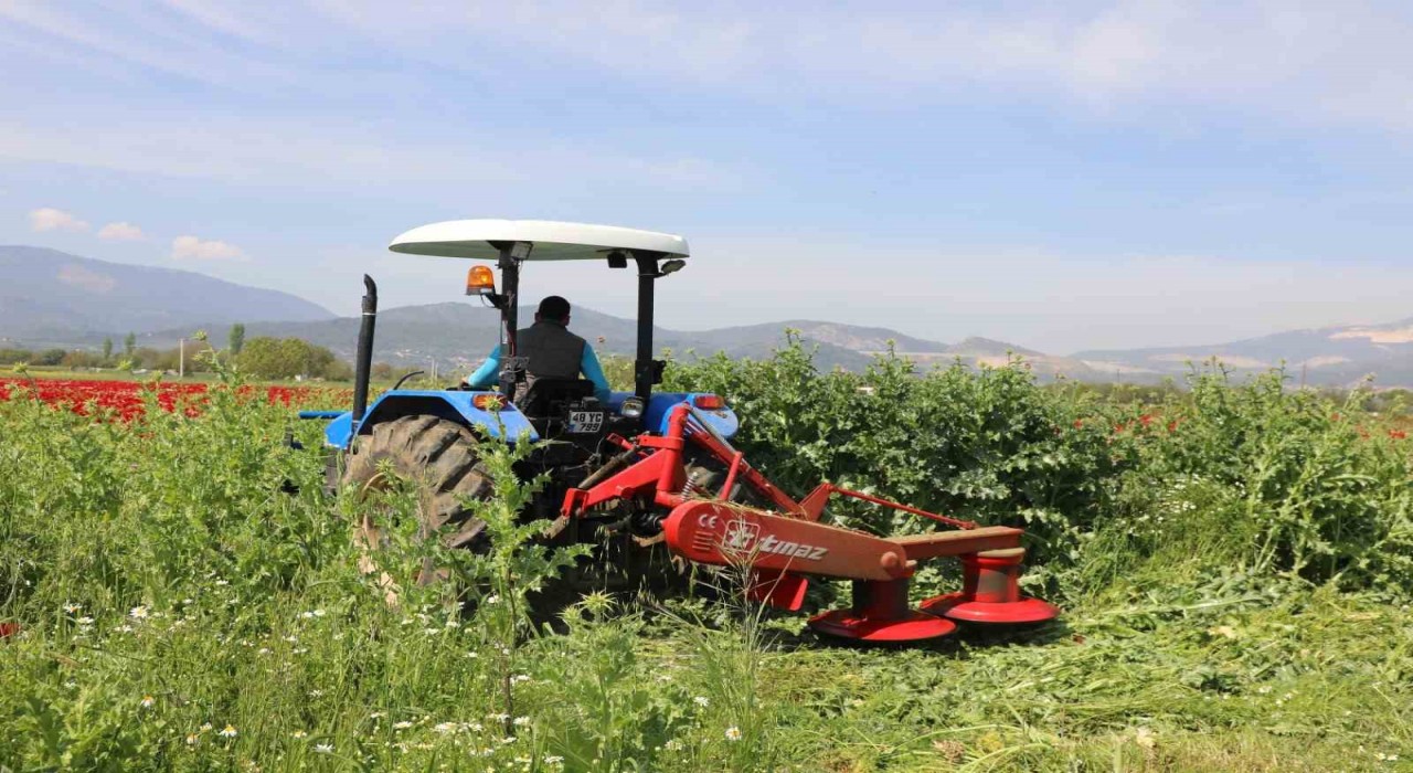 Büyükşehirden üreticilere ücretsiz yem bitkisi tohumu desteği