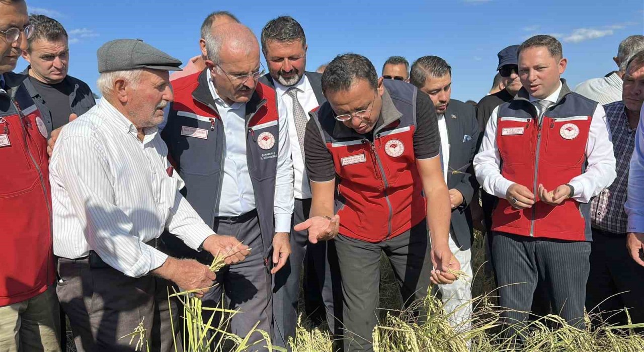 Çanakkalede damla sulamayla yetiştirilen çeltiklerde hasat zamanı
