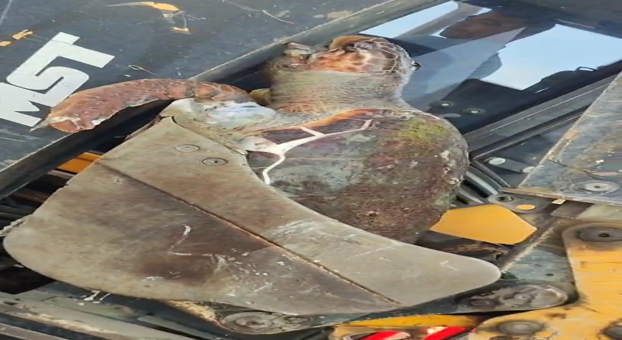 Çanakkalede sahile ölü caretta caretta vurdu