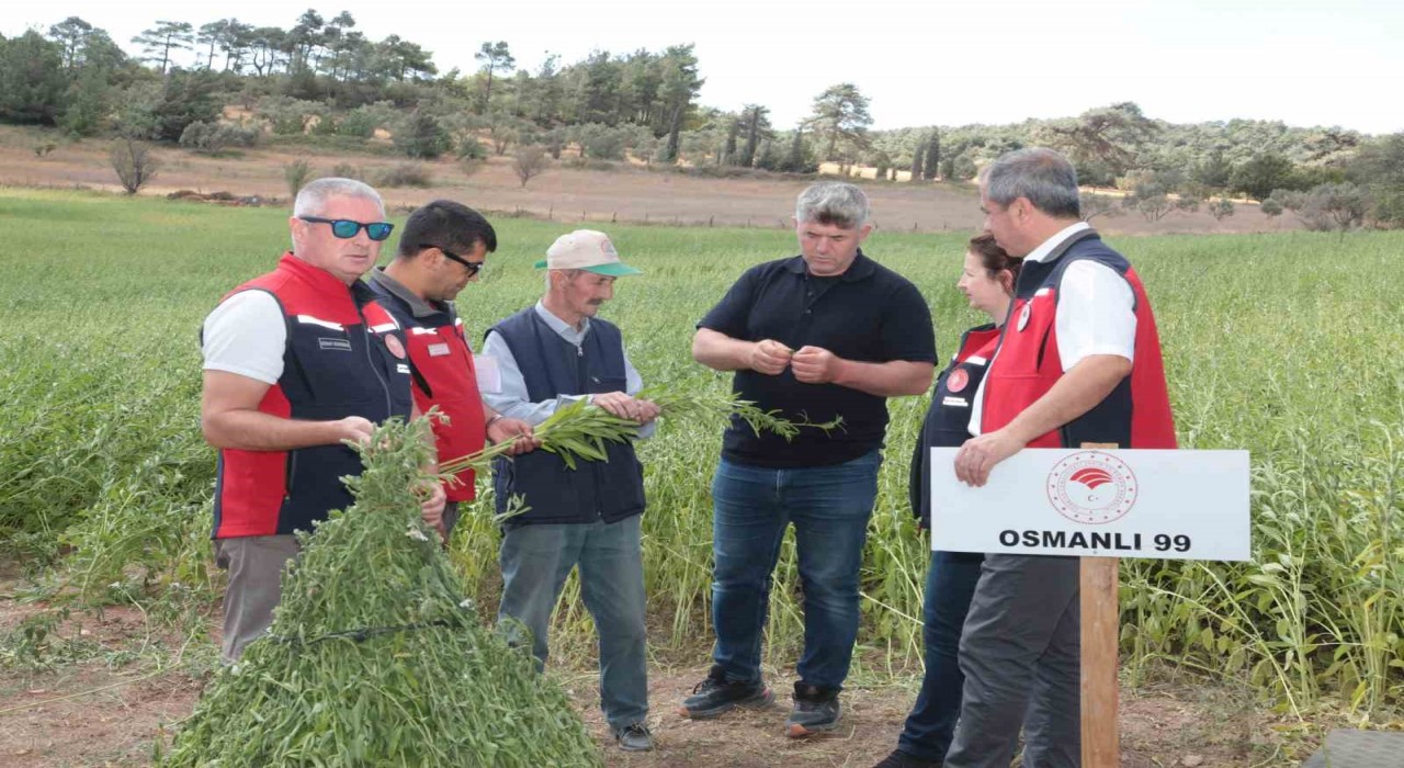 Çanakkalede susam üretiminin arttırılması için kollar sıvandı, makineli üretim devreye girdi