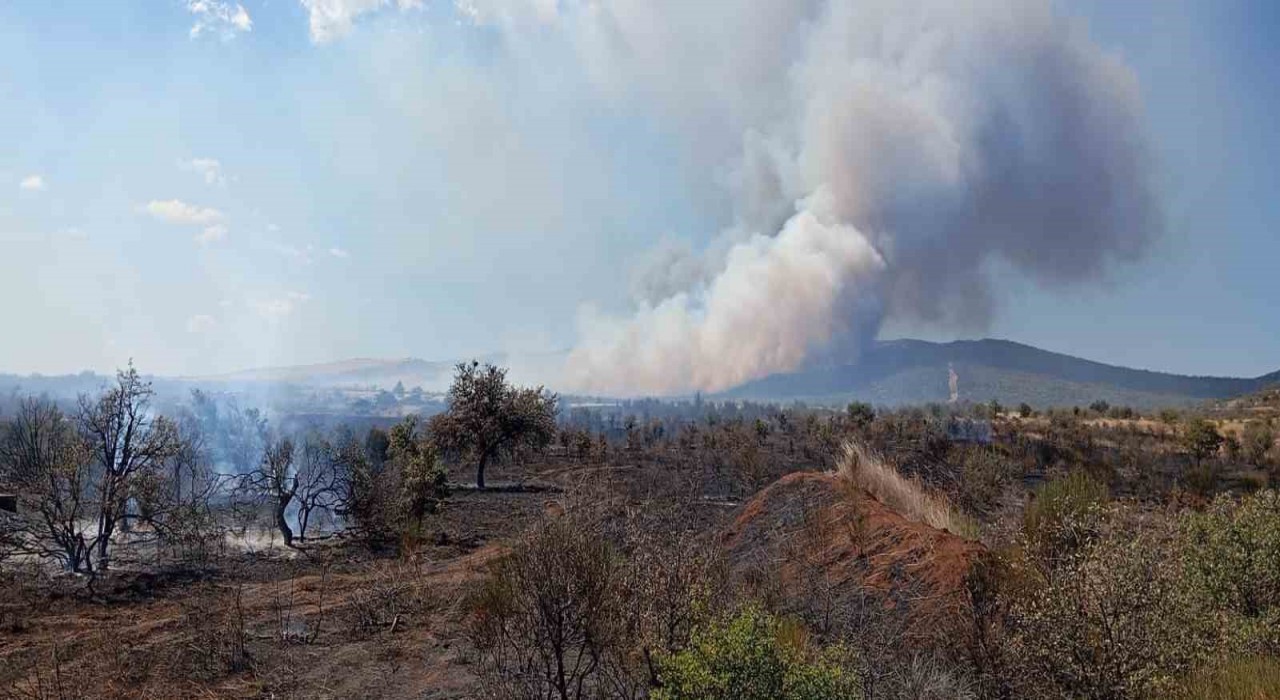 Çanakkalede tarım arazisinde başlayan yangın ormanlık alana sıçradı