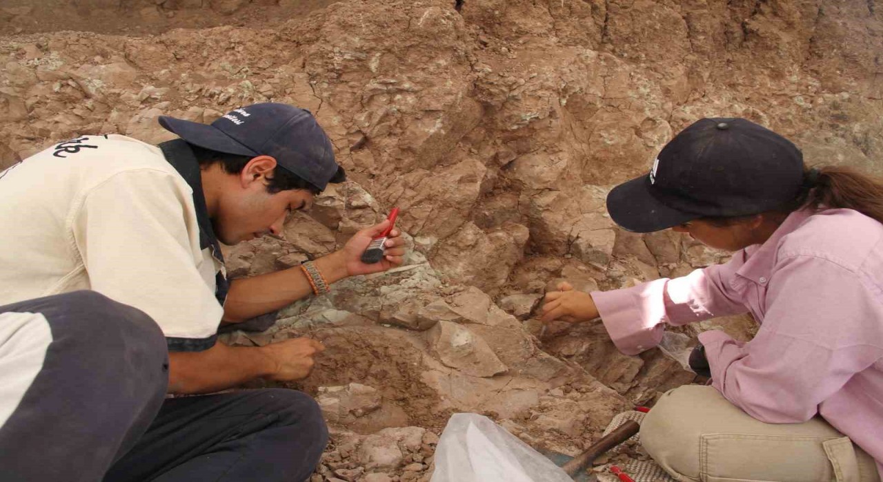 Çankırıdaki kazılarla 9 milyon yıl öncesine ait fosiller gün yüzüne çıkartılıyor