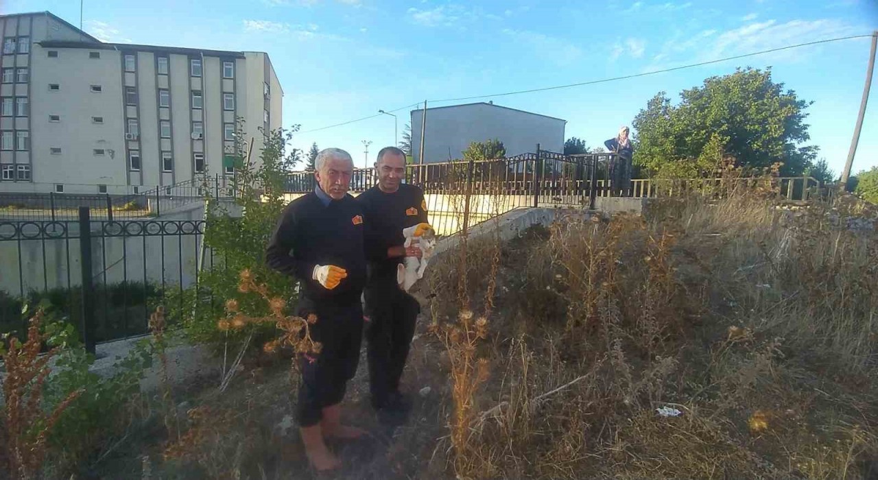 Çaya düşen engelli kediyi itfaiye kurtardı