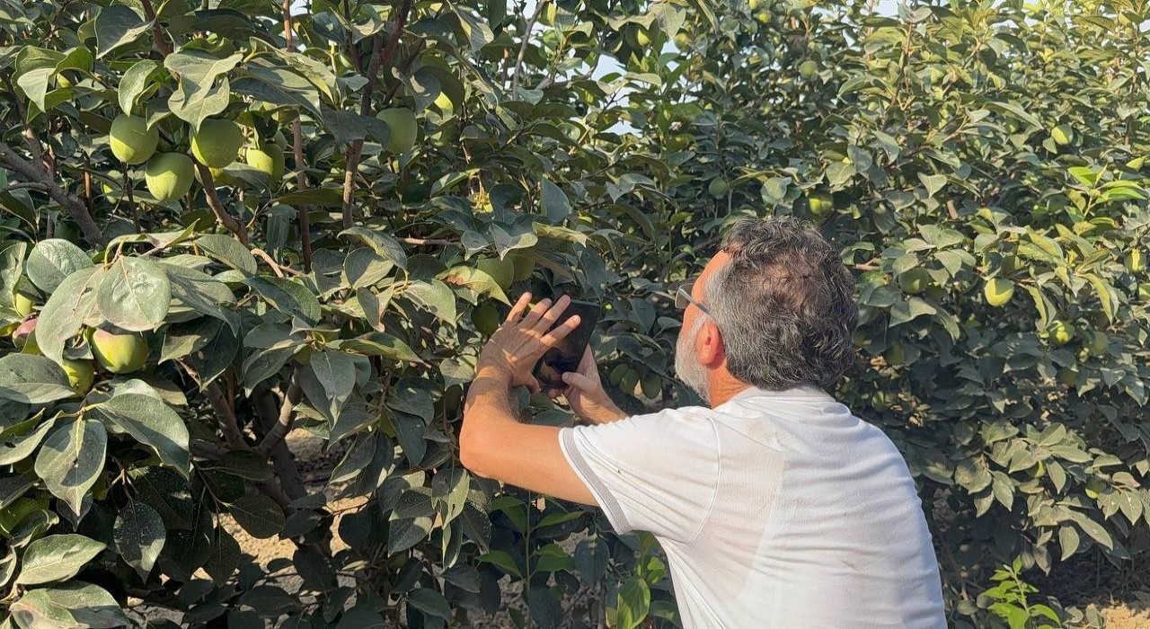 Cennet hurması üreticilerine Akdeniz meyve sineği uyarısı