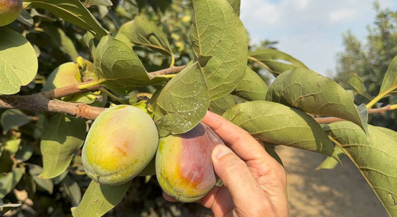 Cennet Hurması Üreticilerine Meyve Sineği Uyarısı