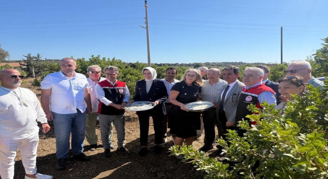 Çeşmede damla sakızı ve zeytin hasadı başladı
