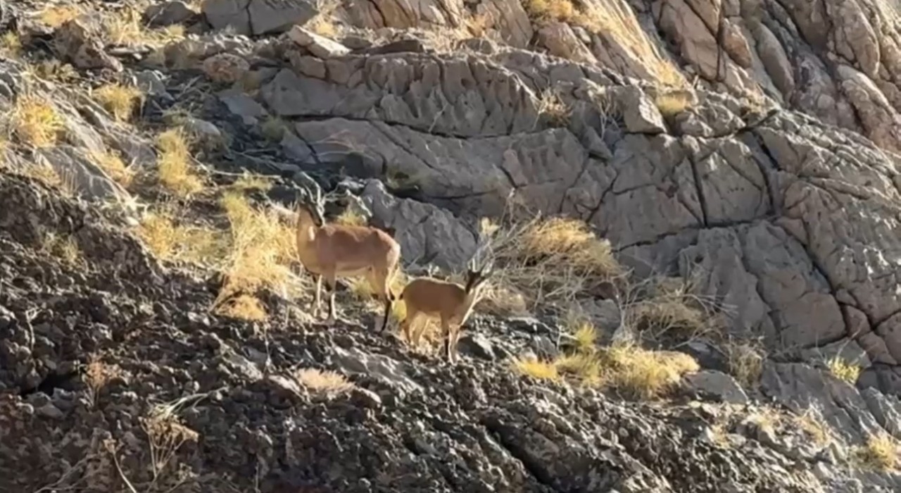 Cilo Dağında doğaseverlere dağ keçisi sürprizi