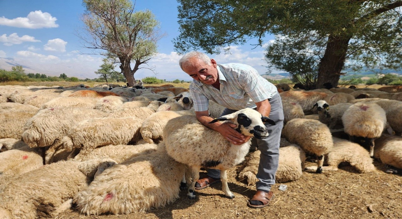 Çoban krizi büyüyor: Bir aylık ücret 130 bin TLye çıktı
