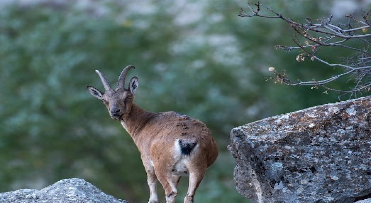 Dağ keçileri Munzur Dağlarına güzellik katıyor