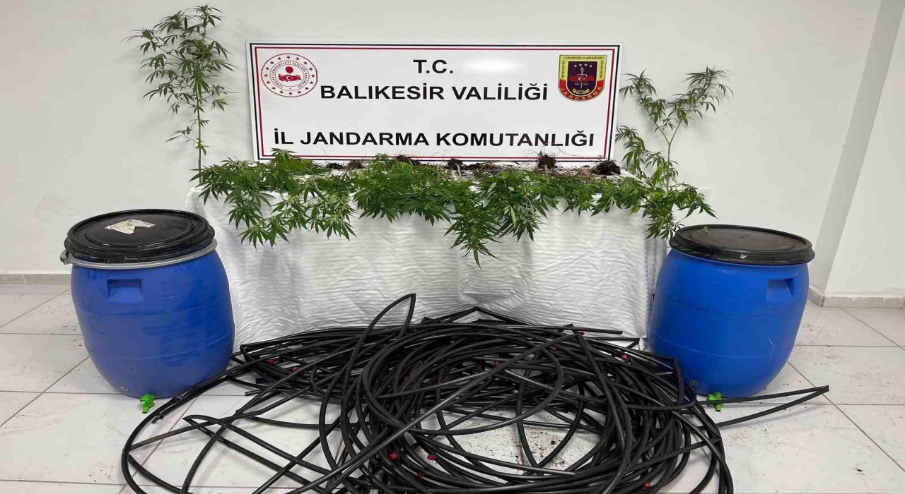 Damlama sulamalı kenevir tarlasına jandarma baskını
