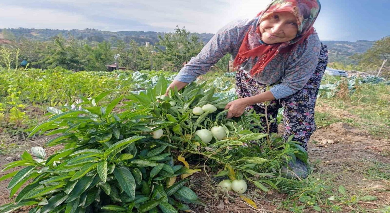 Demircide ilk kez pepino yetiştirildi