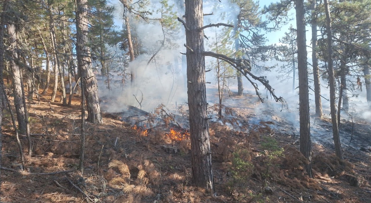 Demircide orman yangınına havadan müdahale