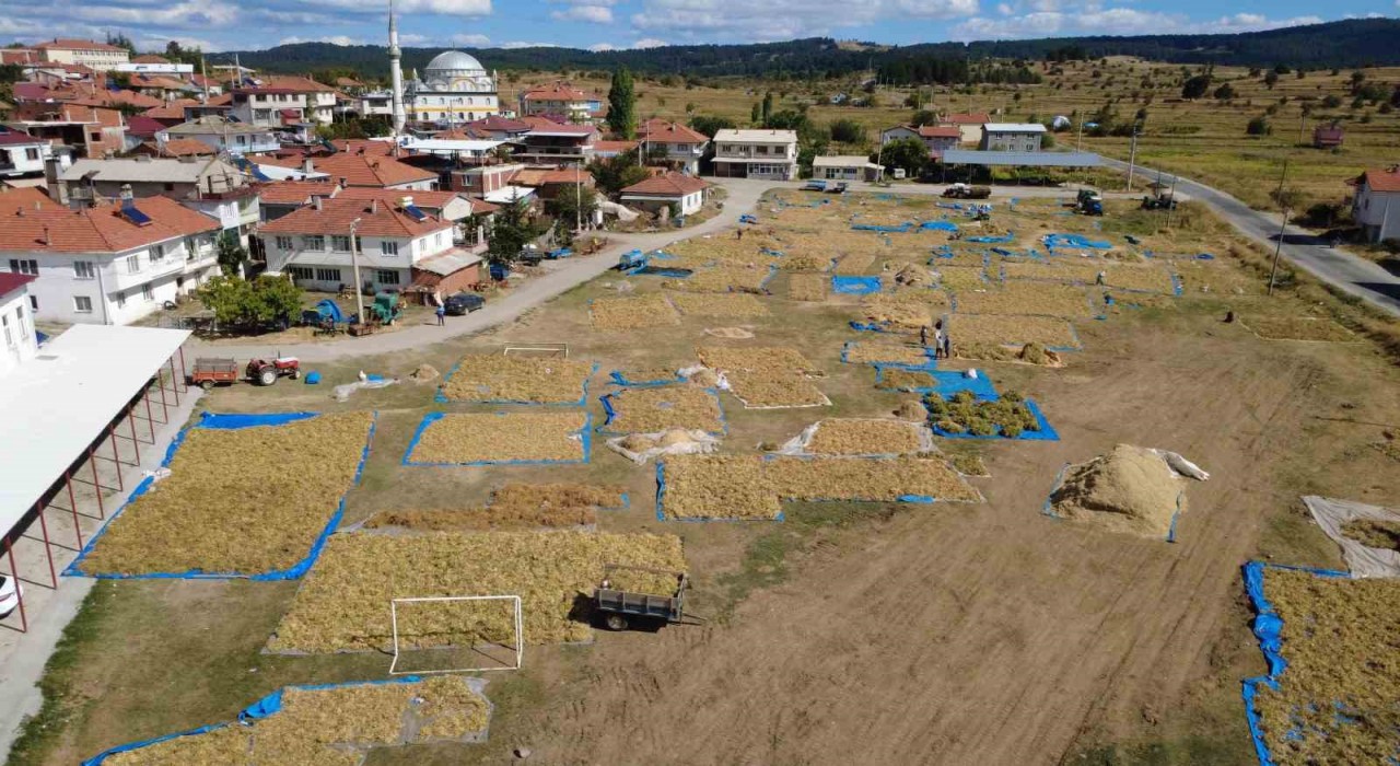 Demircinin yaylalarında yetişen kuru fasulyede hasat başladı