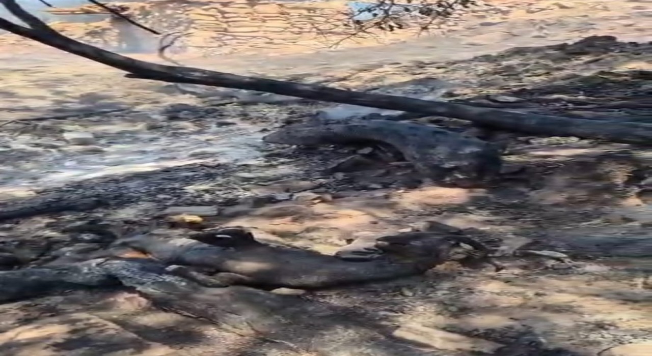 Denizlideki yangın alanında kurtarılamayan bazı hayvanlar telef oldu