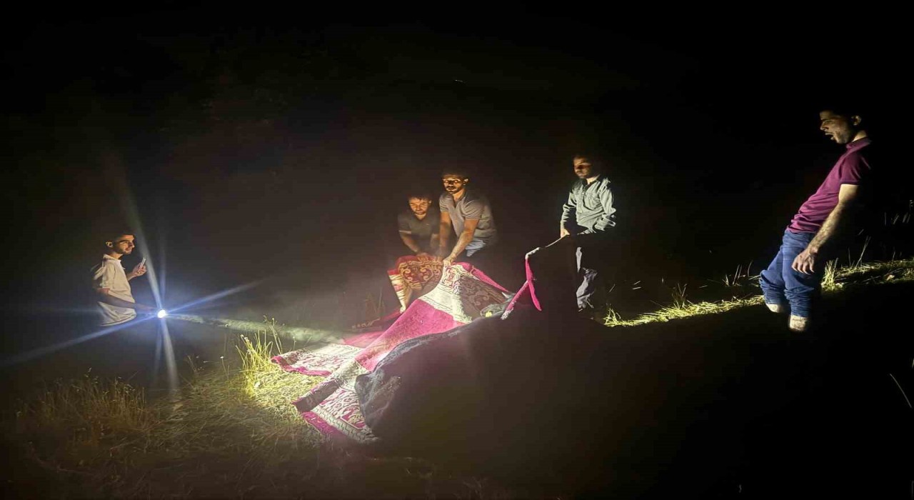 Derecikte dağda rahatsızlanan inek, halı içerisinde 1 kilometre taşındı