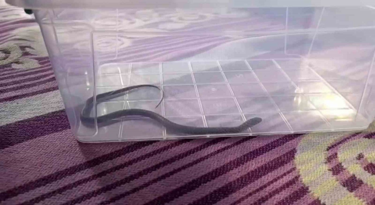 Diyarbakırda 4üncü kattaki bir evin çocuk odasına yılan girdi