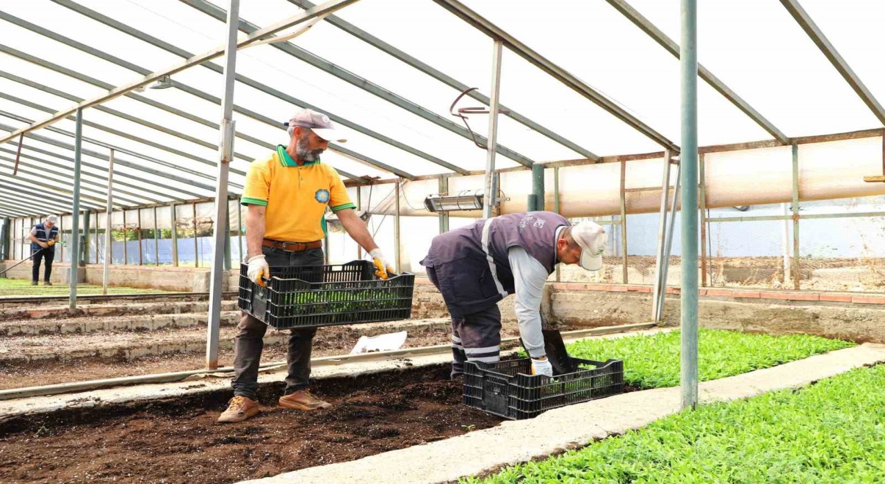 Diyarbakırda Çin karanfili üretimine başlandı