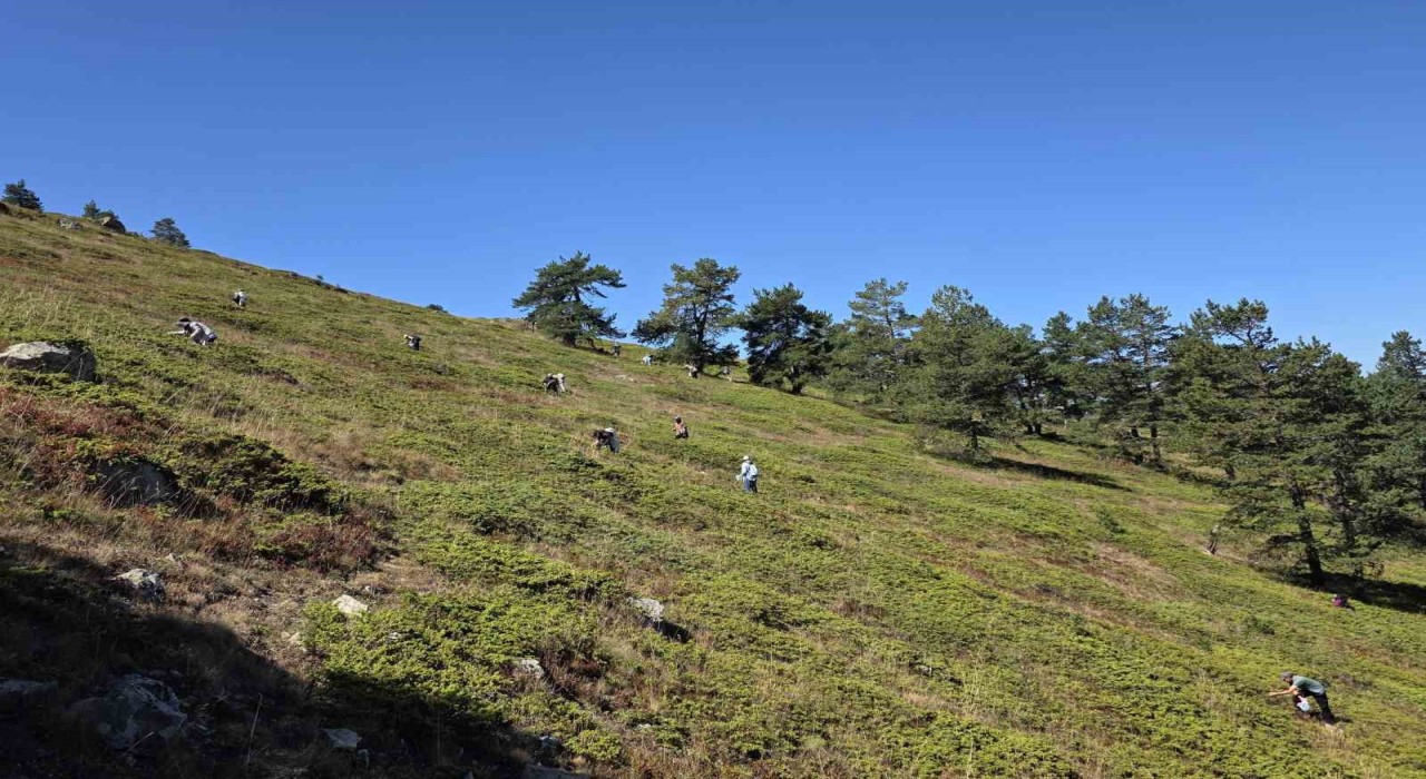 Doğanın şifa kaynağı Likarpa, Gümüşhanede şenliğe dönüştü