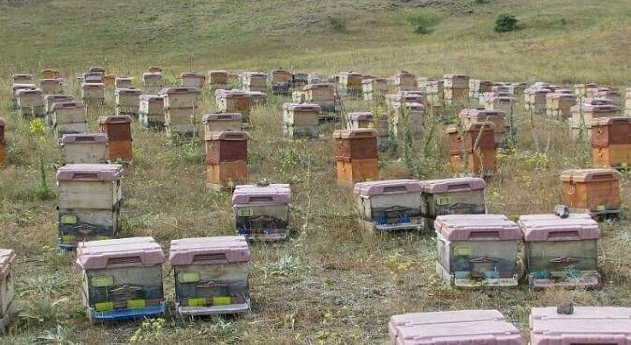 Doğu Karadenizde arıcılık alarm veriyor