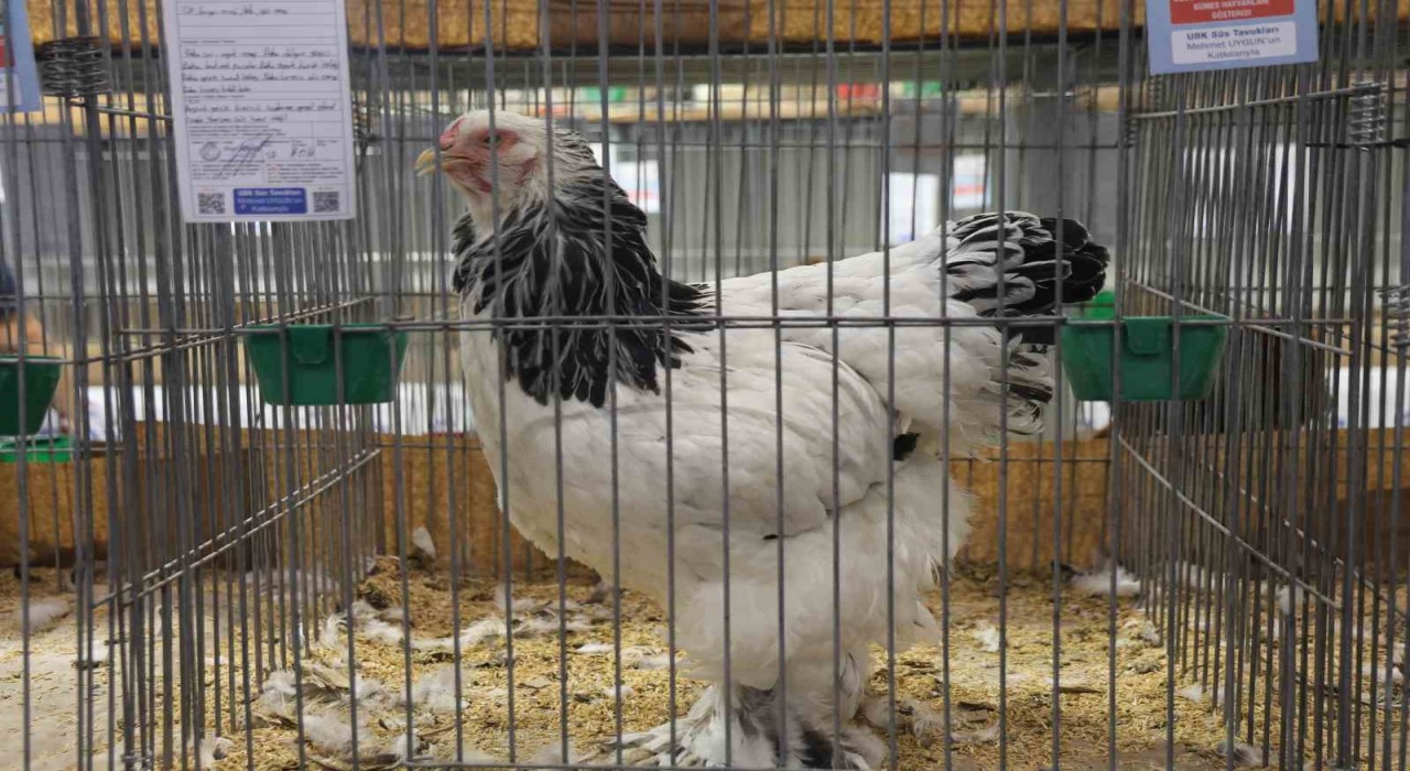 Doğu ve Güneydoğunun en güzel horoz ve tavukları belli oldu