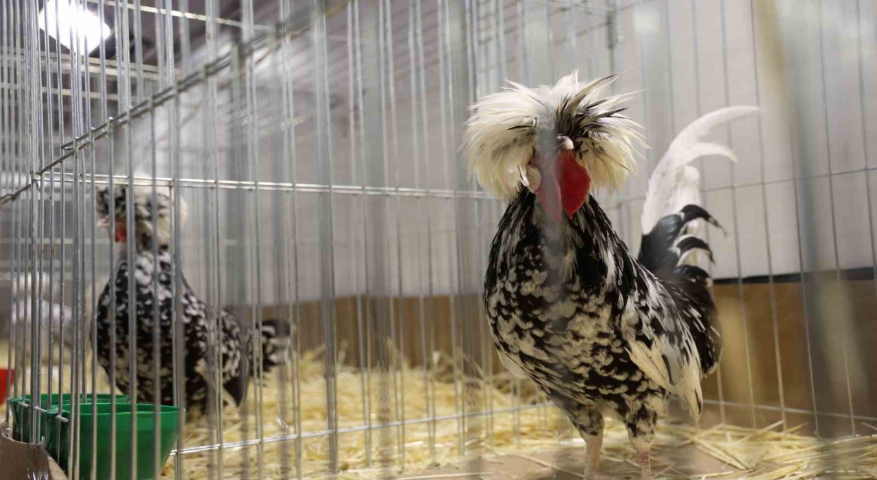 Doğu ve Güneydoğunun en renkli süs tavukları Elazığda buluştu