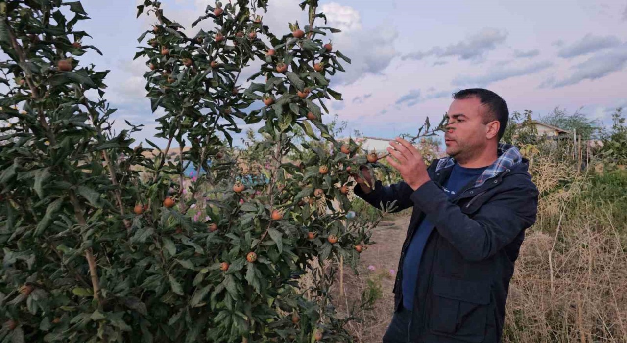 Doğunun soğuğunda sıcak iklim meyveleri yetiştirdi