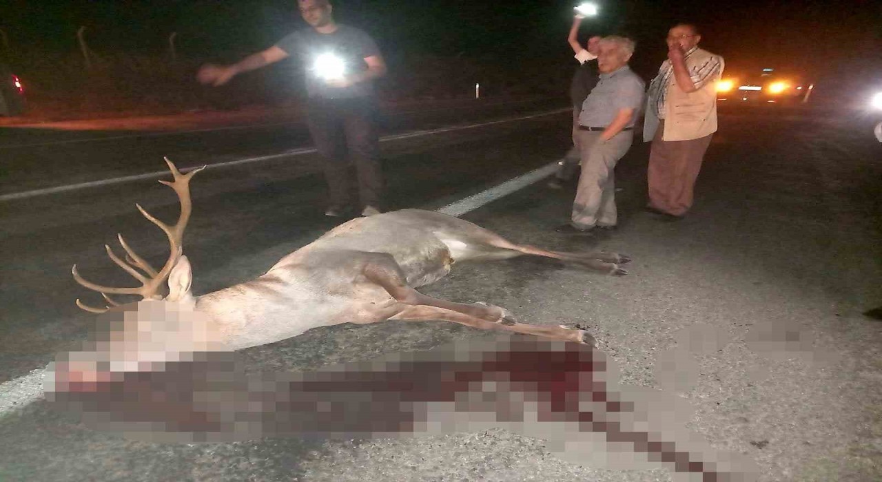 Domaniçte yaralı geyik ekiplere teslim edildi