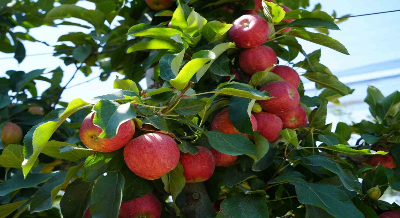 Don zararı Niğdede elma rekoltesini yüzde 95 oranında düşürdü