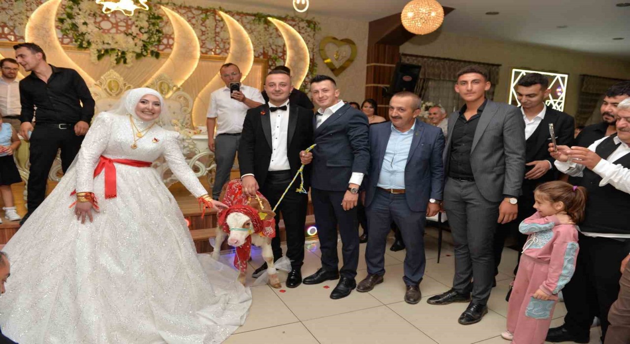 Düğünde gelin ve damada ilginç takı: Buzağı hediye ettiler