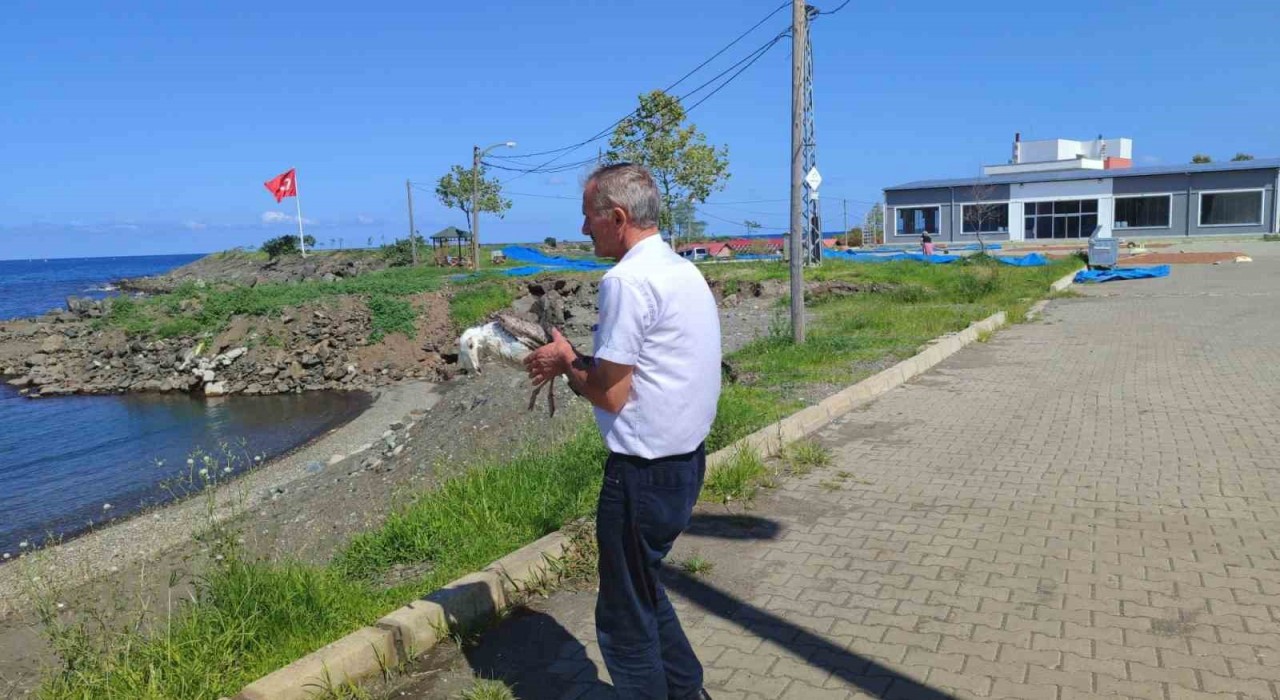 Duyarlı vatandaş martının hayatını kurtardı