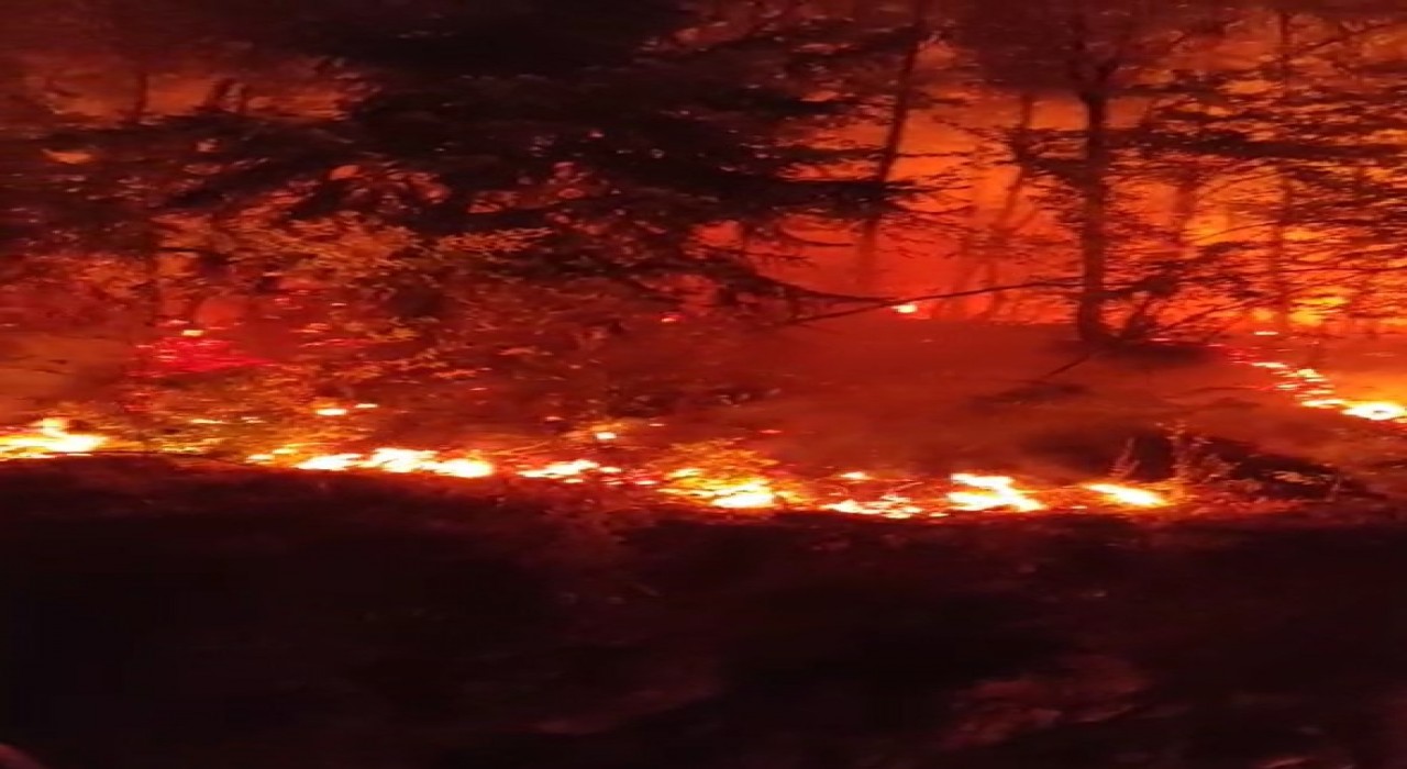 Düzcede bir bölgede daha orman yangını çıktı